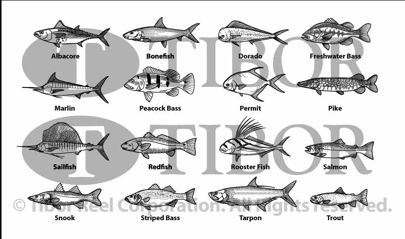 Tibor Signature Series Fly Reels With Engraving 5 Tibor Signature Series Fly Reels With Engraving - Image 3